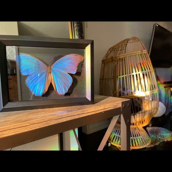 Butterfly frames - Picture 5 of 5